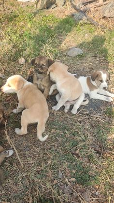 three puppies playing with each other in the grass