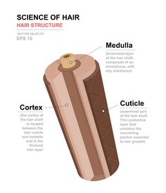 Cosmetology State Board, Beauty School Cosmetology, Medical Vector, Hair Science, Hairdressing Training, Hair Structure, Hair Academy, Cosmetology Student