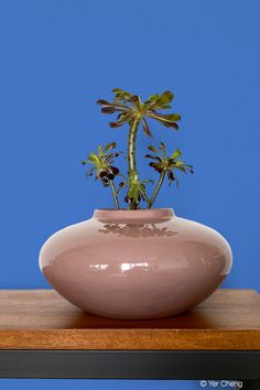 a plant in a vase sitting on top of a wooden table