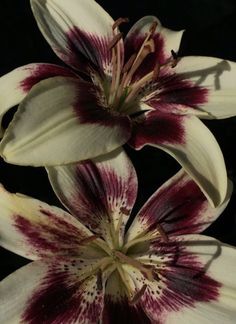 two white and red flowers with dark background