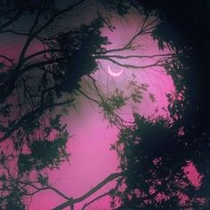 the moon is seen through the branches of trees