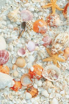 shells and seashells are scattered on the sand