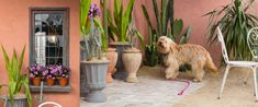 a dog sitting on the ground in front of some potted plants and a chair