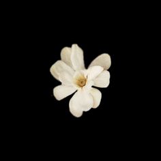 a single white flower on a black background