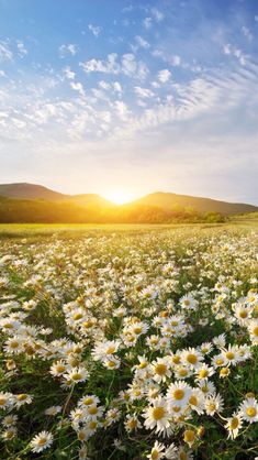 the sun is setting over a field full of daisies