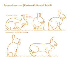 instructions for how to draw a rabbit in three different positions, including the ears and tail