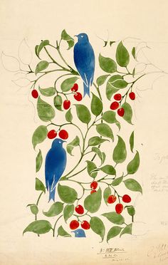 two blue birds sitting on top of a tree branch with red berries and green leaves