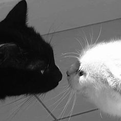 a black and white cat is kissing another one's face on the tile floor