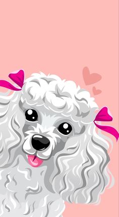 a white poodle with pink bows on its head