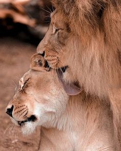 two lions cuddle close together in the dirt, with their faces touching each other