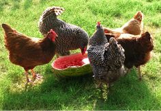 chickens eating watermelon from a bowl in the grass