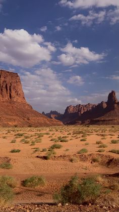 the desert is full of sand and green plants