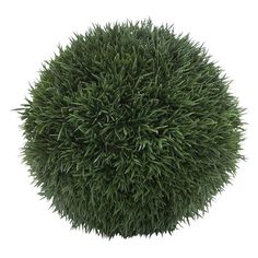 the top view of a round bush on a white background