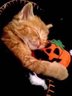 an orange cat sleeping with its head on a pumpkin shaped pillow that says i lovez pumpkin