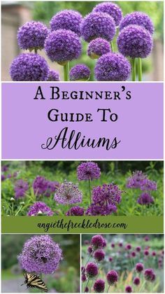 the beginner's guide to alliums with pictures of flowers and butterflies