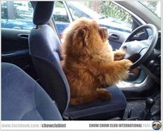 a dog sitting in the driver's seat of a car with its paw on the steering wheel