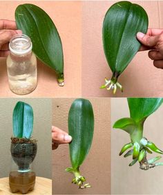 Orchid Propagation, Orchids In Water, Indoor Orchids, Orchid Plant Care, Grafting Plants, Orchid Leaves, Plant Care Houseplant, Growing Orchids, Orchids Garden