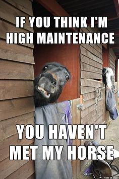 a horse sticking its head over the side of a wooden building with text that reads, if you think i'm high maintenance you haven't met my horse