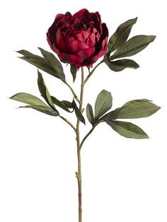 a single red flower with green leaves on a white background