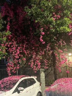 a white car parked next to a tree with pink flowers on it