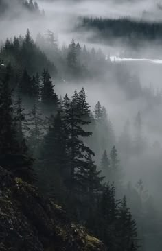 fog in the forest with pine trees and mountains