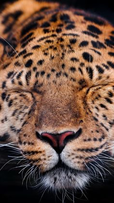 a close up of a leopard laying on the ground with its eyes closed and it's head turned to the side