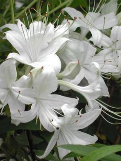 white flowers are blooming in the garden