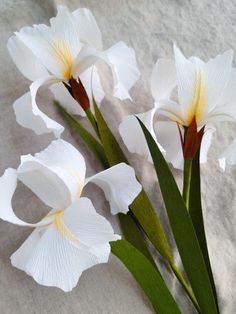 three white flowers with green stems on a gray surface