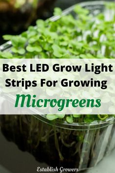 growing microgreens Vertical Shelf, Grow Microgreens, Best Led Grow Lights, Growing Microgreens