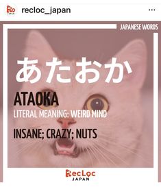 a cat with its mouth open and the caption reads, ataoka literally meaning weird mind insane crazy nuts