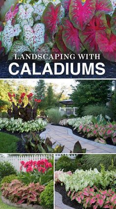 landscaping with caladiums and other plants in the garden, including red and white flowers