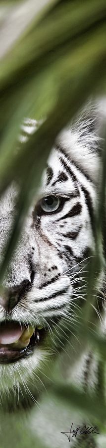 a close up of a white tiger's face through some leaves