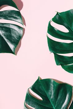 two green leaves on a pink background