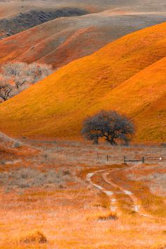 a dirt road in the middle of a field with trees on each side and hills behind it