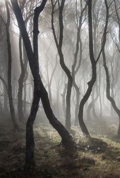 the sun shines through the foggy trees in this forest filled with dead grass