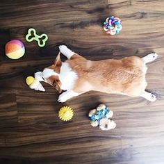 a brown and white dog laying on top of a wooden floor next to toys