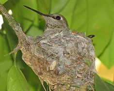 a small bird sitting on top of a tree branch