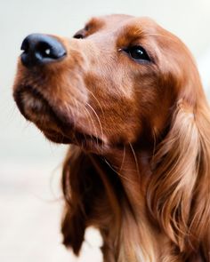 an image of a dog that is looking up at something on the screen, and it appears to be flickr