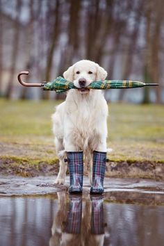 a dog is holding an umbrella over its head while standing in the rain with it's reflection