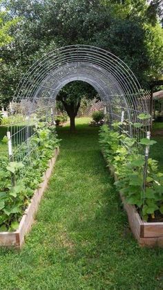 an outdoor garden with many plants growing in it