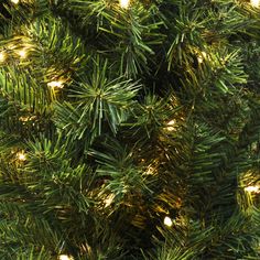 a close up view of the branches of a pine tree with white lights on it