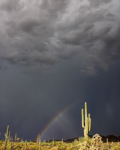 a rainbow in the sky over a cactus and other desert vegetation with storm clouds overhead