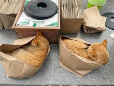 an orange tabby cat curled up in brown paper bags next to boxes and papers