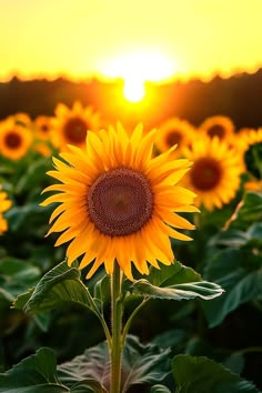 the sun is setting over a large field of sunflowers