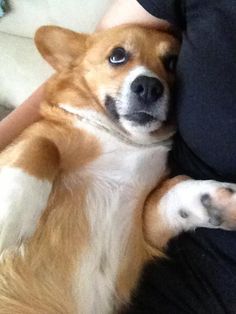 a brown and white dog laying on its back with it's paws in the air