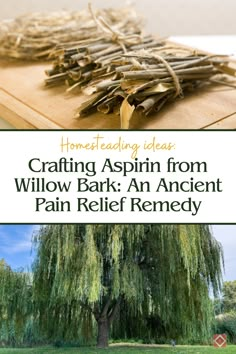 willow bark and an ancient pain relief remedy are the best ways to treat aspiin