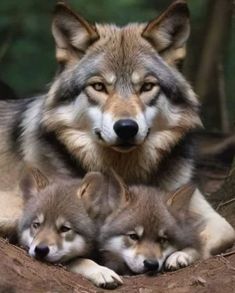 three wolfs are laying down together in the woods and one is looking at the camera