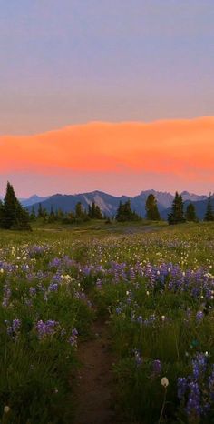 a field full of purple and white flowers with mountains in the background at sunset or dawn