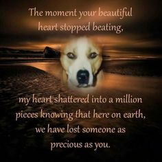 a dog's face is shown with the caption that reads, the moment your beautiful heart stopped beating my heart shattered into a million pieces known