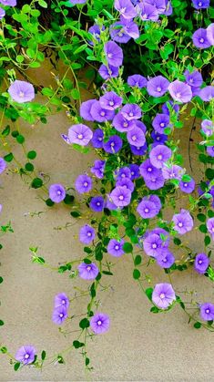 purple flowers growing on the side of a building with green leaves and stems sticking out of it